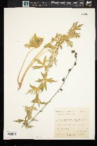 Aconitum columbianum image