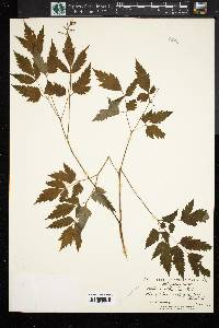 Actaea alba image