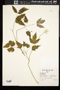 Actaea alba image