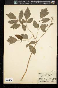 Actaea rubra image