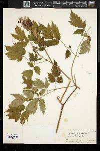 Actaea rubra image