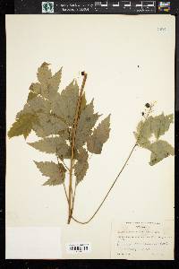 Actaea rubra subsp. arguta image