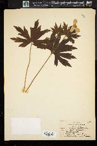 Anemone canadensis image