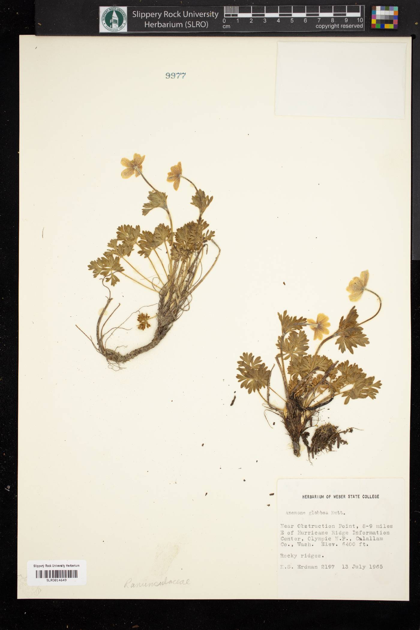 Anemone multifida var. hudsoniana image