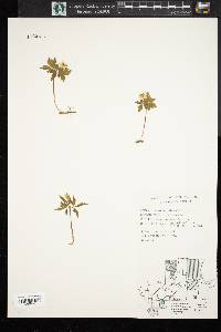 Anemone quinquefolia image