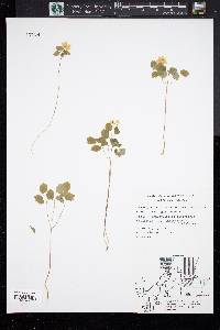 Anemonella thalictroides image