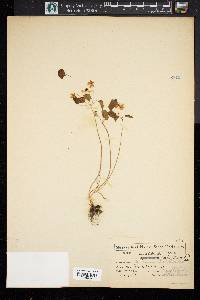 Anemonella thalictroides image