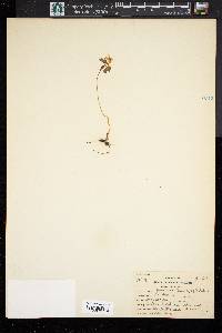 Anemonella thalictroides image
