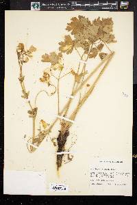 Aquilegia coerulea image