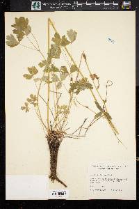 Aquilegia formosa image