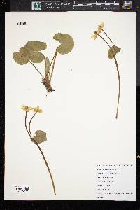 Caltha palustris image