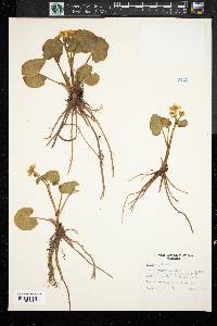 Caltha palustris image