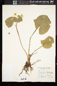 Caltha palustris image