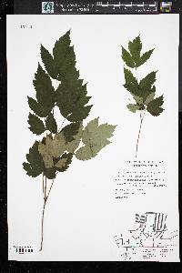 Actaea racemosa image