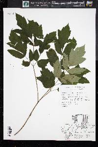 Actaea racemosa image