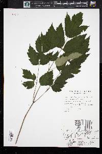 Actaea racemosa image