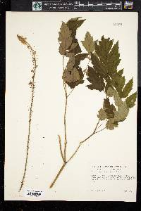 Actaea racemosa image