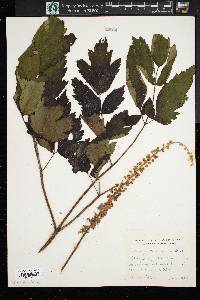 Actaea racemosa image