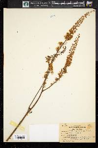 Actaea racemosa image