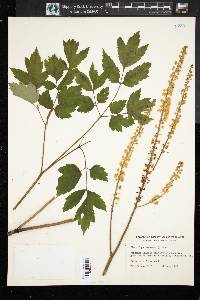 Actaea racemosa image