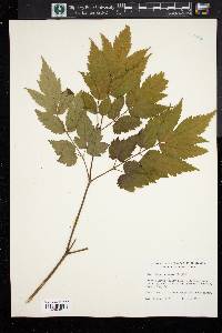 Actaea racemosa image