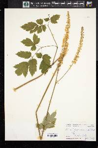 Actaea racemosa image