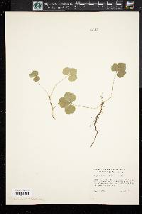 Coptis trifolia image