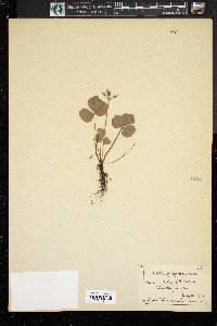 Coptis trifolia image