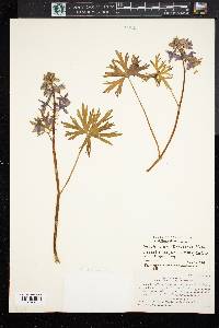 Delphinium tricorne image