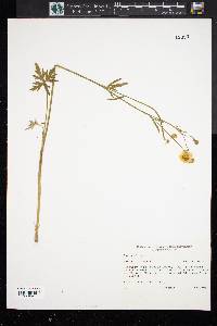 Ranunculus acris image