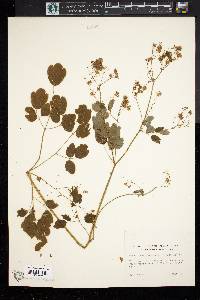 Thalictrum dasycarpum image