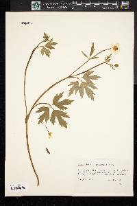 Ranunculus septentrionalis image