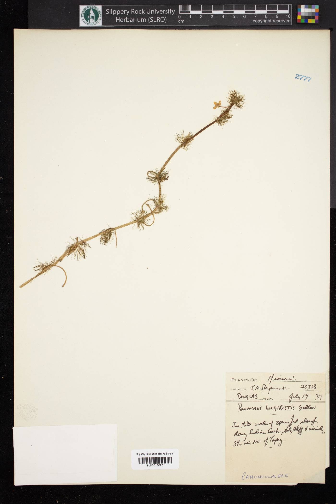 Ranunculus longicaulis image