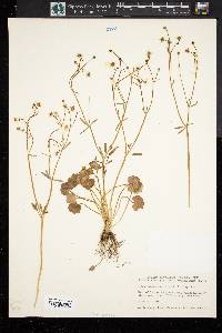 Ranunculus harveyi image