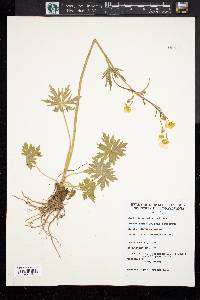 Ranunculus bulbosus image