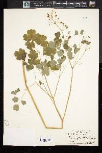 Thalictrum dioicum image