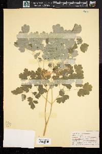 Thalictrum dioicum image