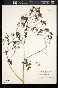 Thalictrum polygamum image