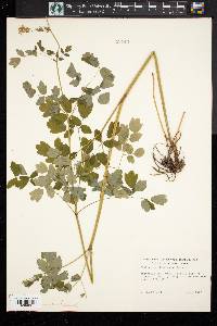 Thalictrum steeleanum image