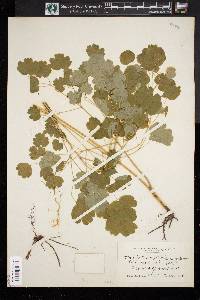 Thalictrum steeleanum image