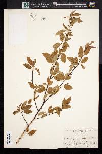 Amelanchier arborea var. laevis image