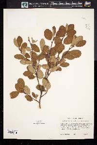 Amelanchier bartramiana image