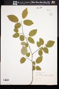 Amelanchier canadensis image