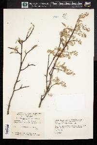 Amelanchier canadensis image