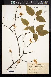 Amelanchier canadensis image