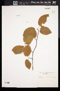 Amelanchier canadensis image