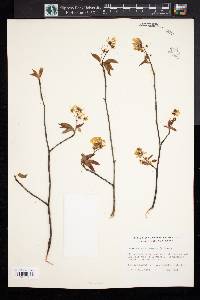 Amelanchier canadensis image