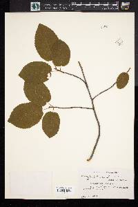 Amelanchier laevis image