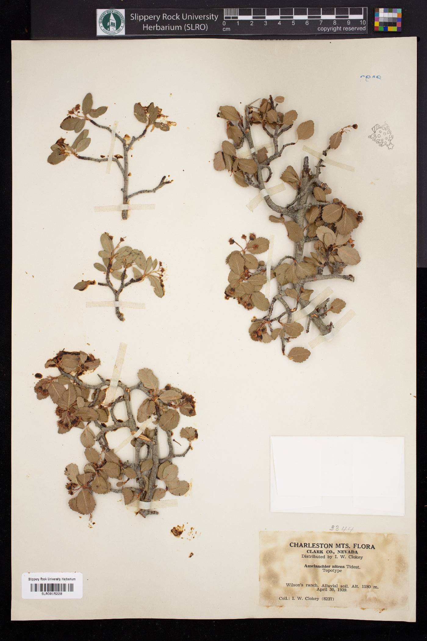 Amelanchier nitens image