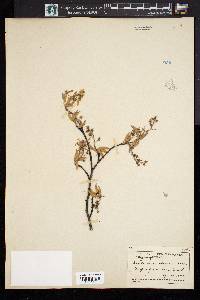 Amelanchier obovalis image